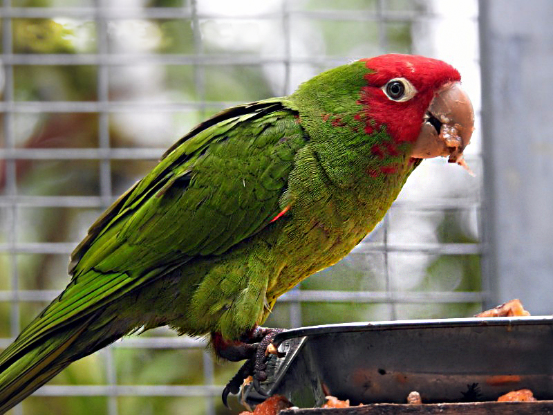 Corredor ecológico El Oro- Conservación del Periquito cachetirrojo
